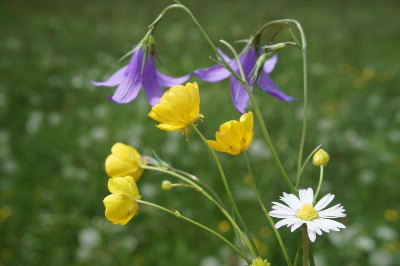 Appartements Blumenwiese Ramsau am Dachstein Buitenkant foto