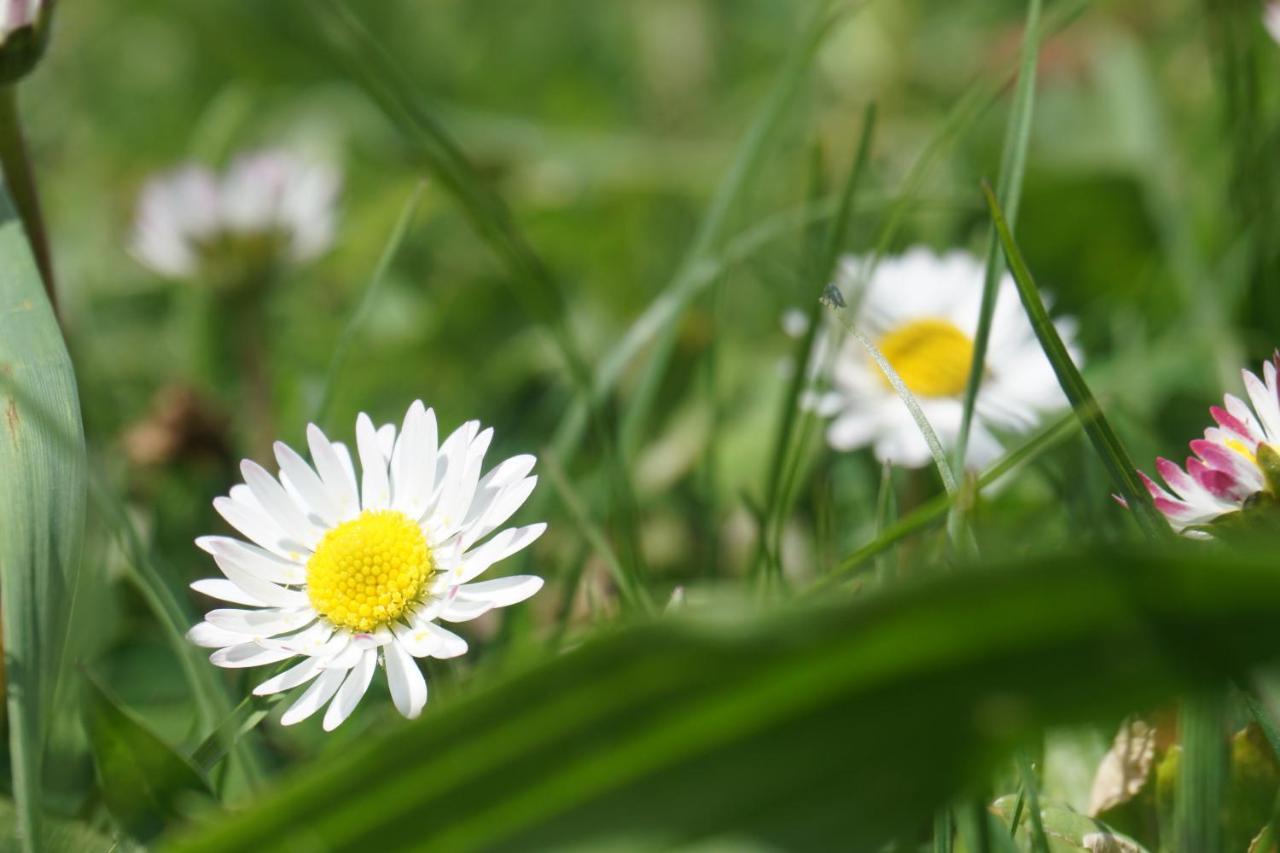 Appartements Blumenwiese Ramsau am Dachstein Buitenkant foto